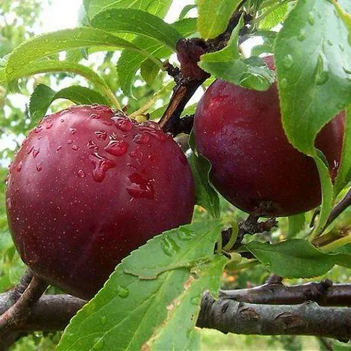Слива КЛЕОПАТРА в Ульяновске