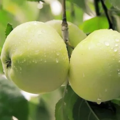 Саженцы яблони оптом в Ульяновске