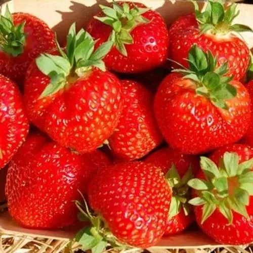 Клубника ЭЛЬСАНТА в Ульяновске