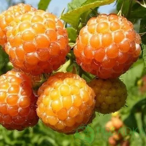 Малина КУМБЕРЛЕНД желтая в Ульяновске