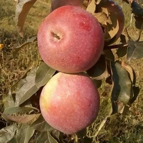 Яблоня АКСАМИТ в Ульяновске
