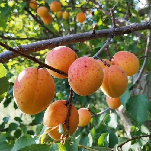 Абрикос ЖЕРДЕЛА в Ульяновске