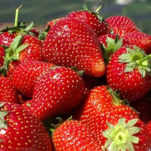 Клубника ПИРЧИНКЬЮ в Ульяновске