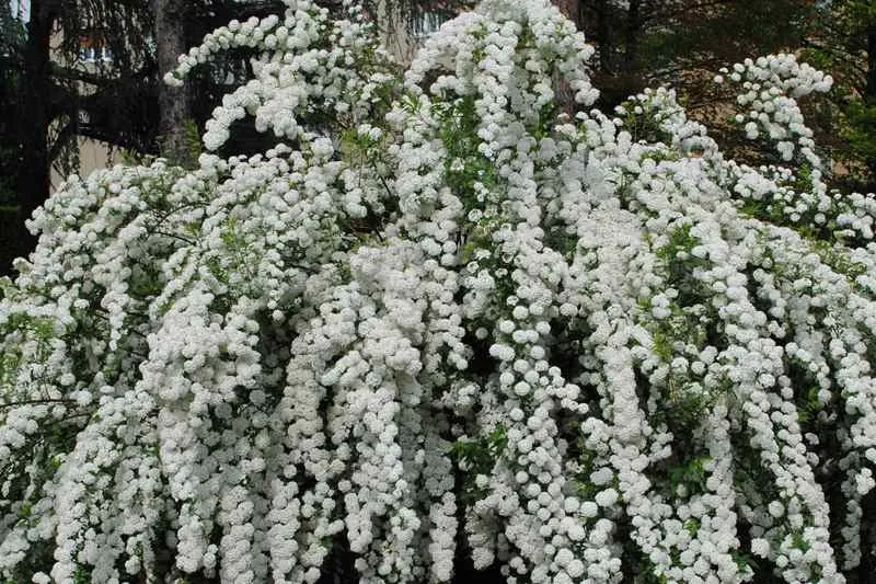 Кустарники, которые вы ждали