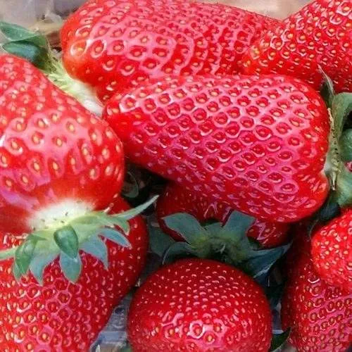 Клубника АМИ в Ульяновске