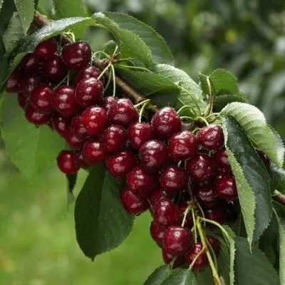 Саженцы вишни оптом в Ульяновске
