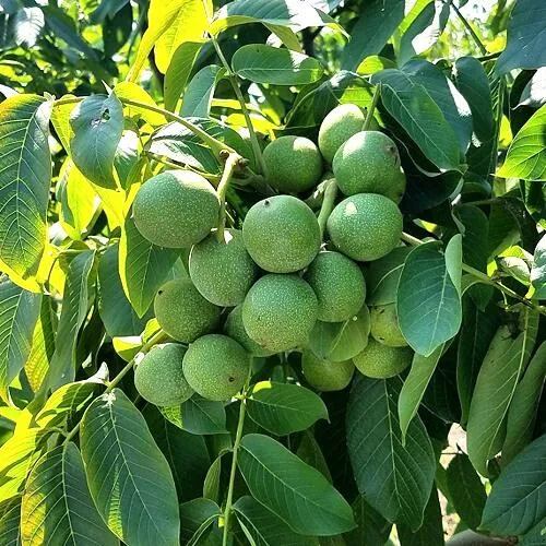 Грецкий орех  ИЗЯЩНЫЙ в Ульяновске