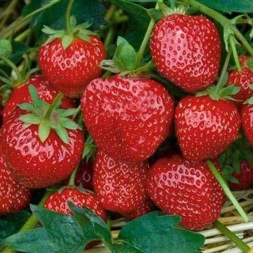 Клубника СЕЛЬВА ремонтантная в Ульяновске