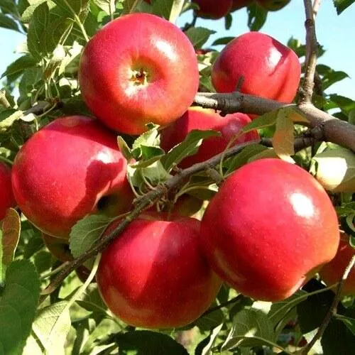 Яблоня МОДИ в Ульяновске